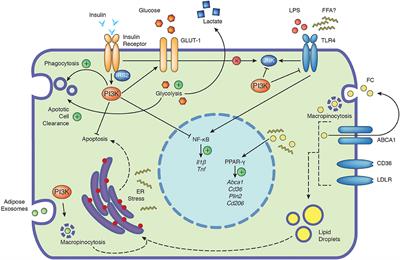 Macrophage Rewiring by Nutrient Associated PI3K Dependent Pathways